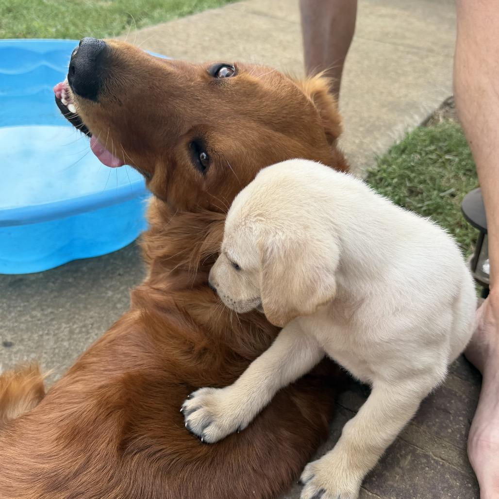 Enlarge Floyd, a Adoptable mixed breed in Goodlettsville, TN image 2/4