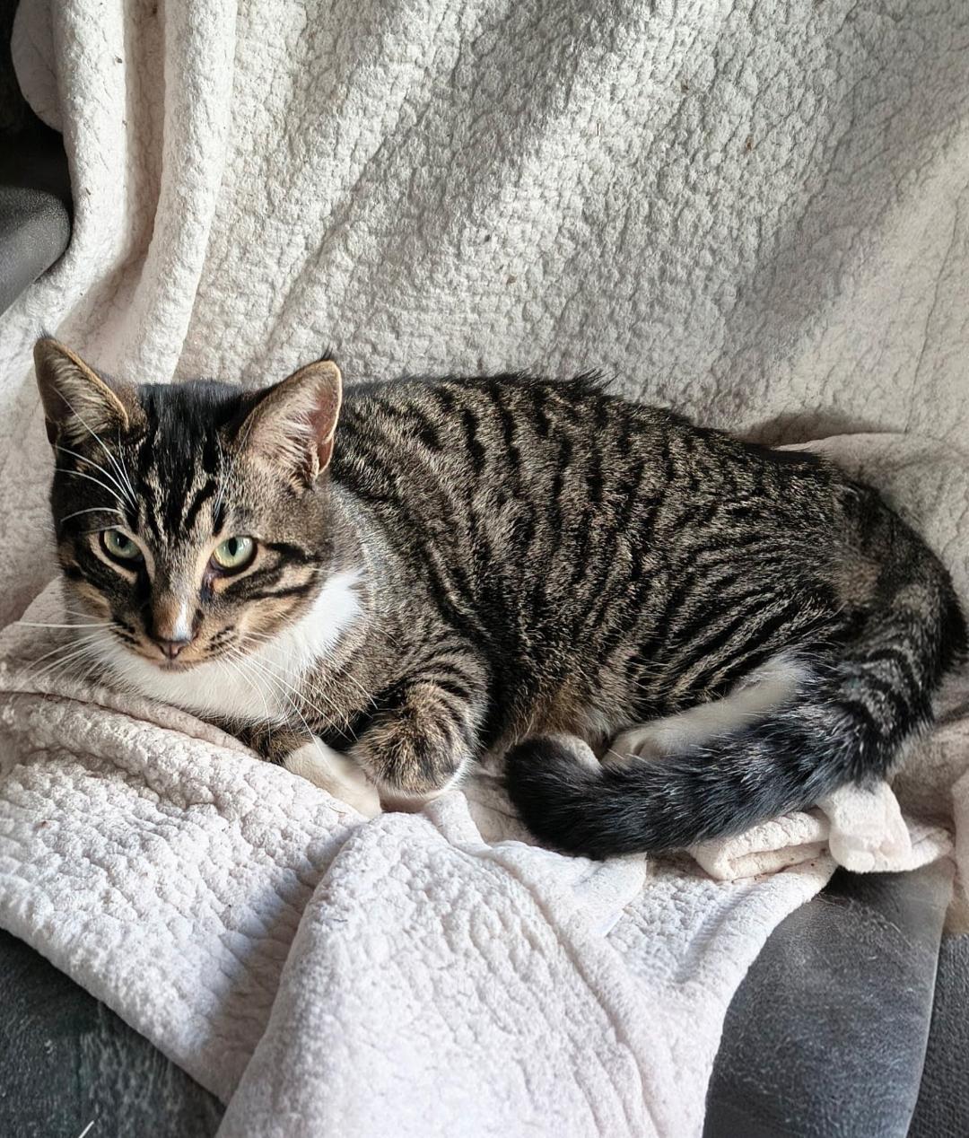 Jack, Adoptable, Kitten Male Domestic Short Hair.