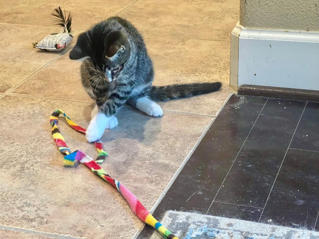 Enlarge Jack, a Adoptable Domestic Short Hair in Gilroy, CA image 5/5