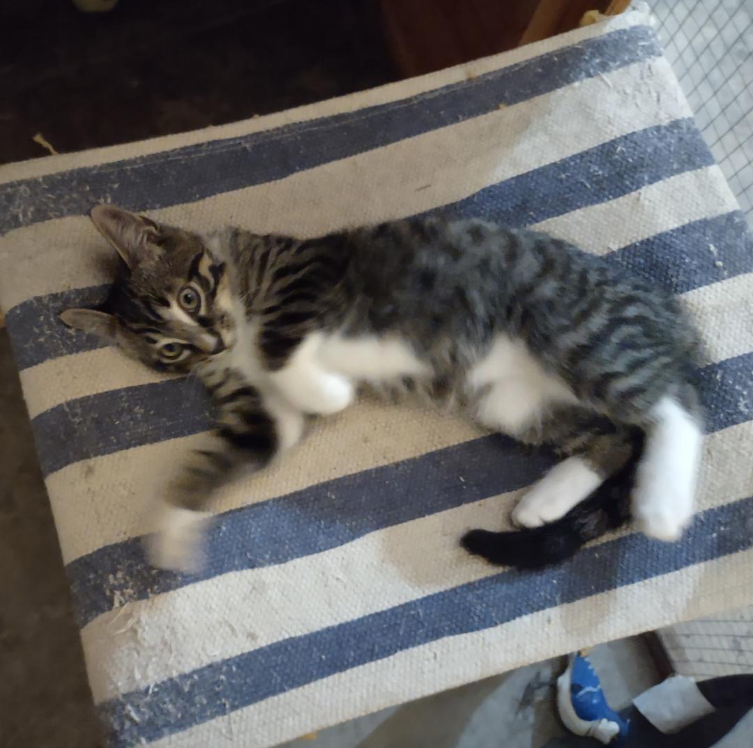 Enlarge Jack, a Adoptable Domestic Short Hair in Gilroy, CA image 4/5