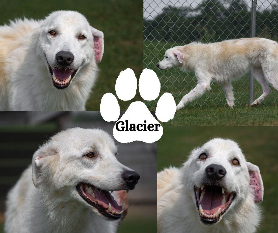 Enlarge Glacier, a ADOPTABLE mixed breed in Winchester, KY image 1/1