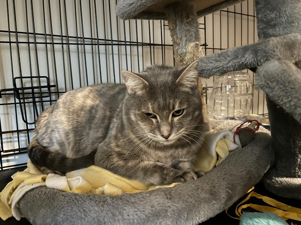 Enlarge Chrissy, a Adoptable Domestic Short Hair in Wellington, FL image 1/3