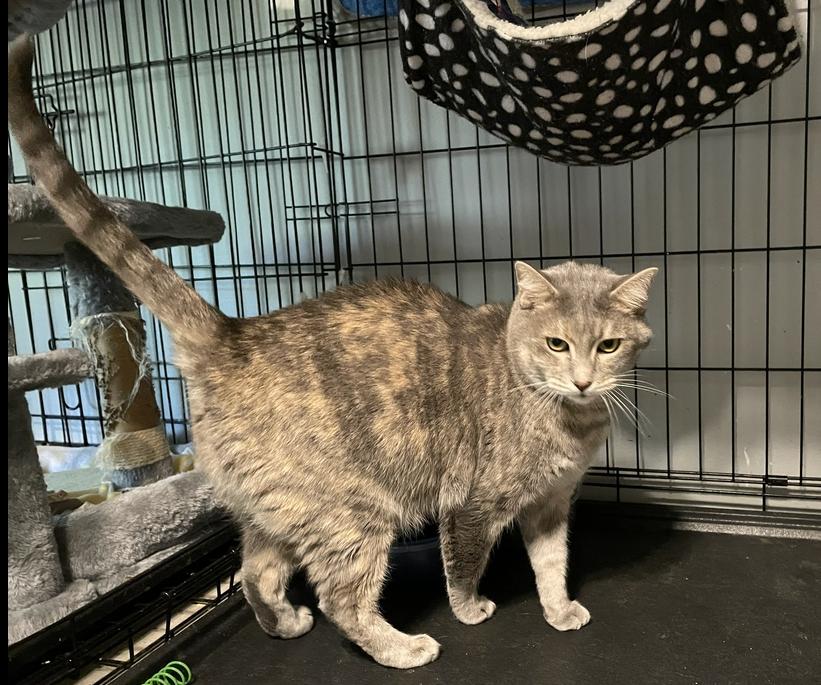 Enlarge Chrissy, a Adoptable Domestic Short Hair in Wellington, FL image 2/3