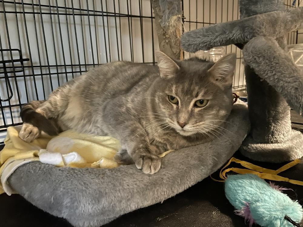 Enlarge Chrissy, a Adoptable Domestic Short Hair in Wellington, FL image 3/3