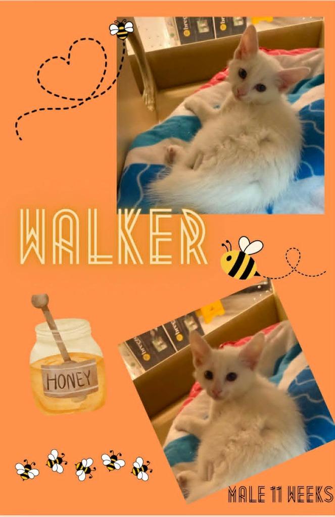 Enlarge Walker, a Adoptable mixed breed in Blountville, TN image 1/1