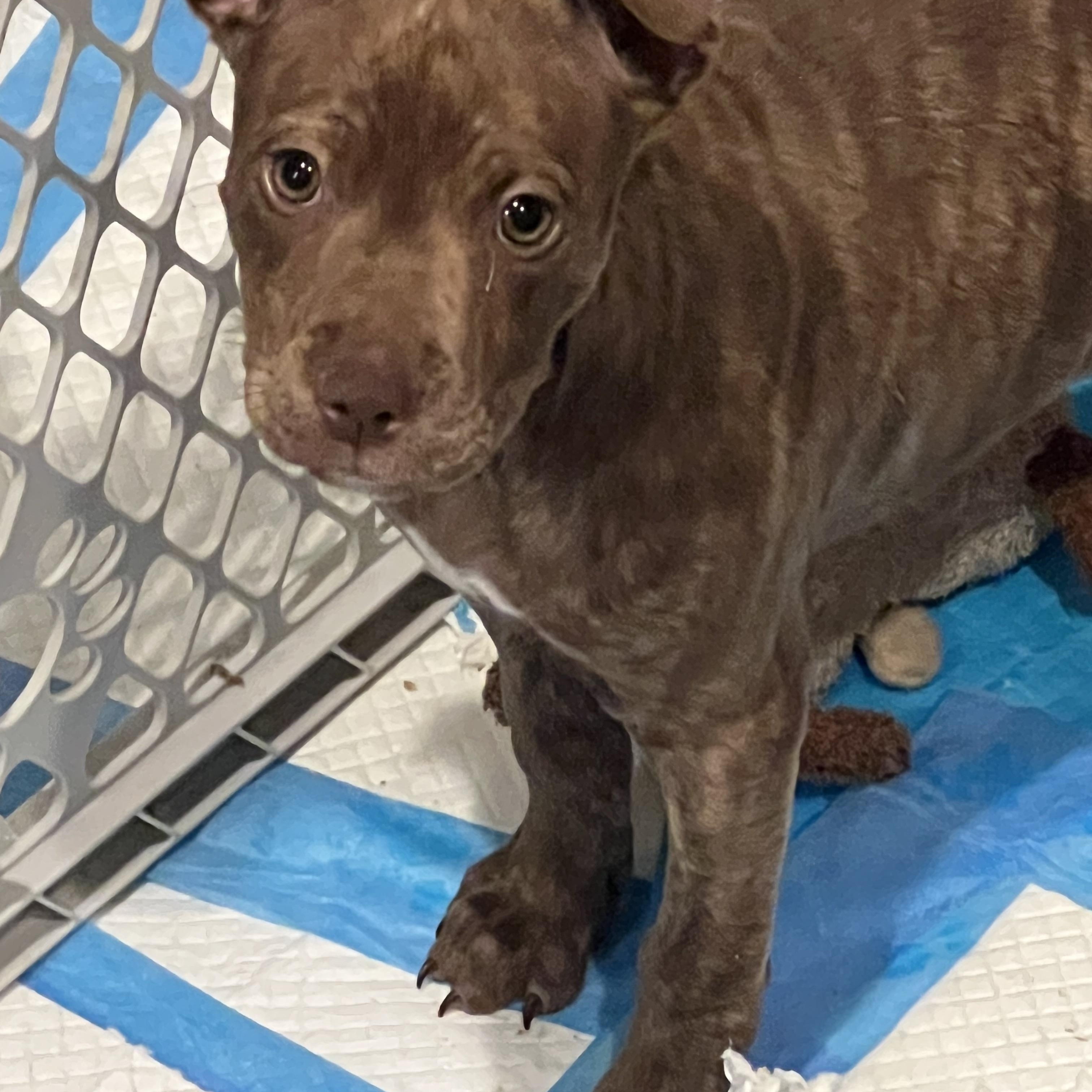Izzy, ADOPTABLE, Puppy Female American Staffordshire Terrier.