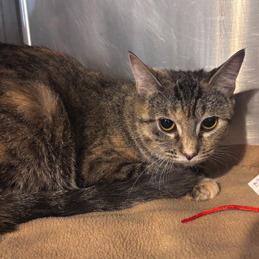 Sparkler mom, Adoptable, Adult Female Domestic Short Hair.