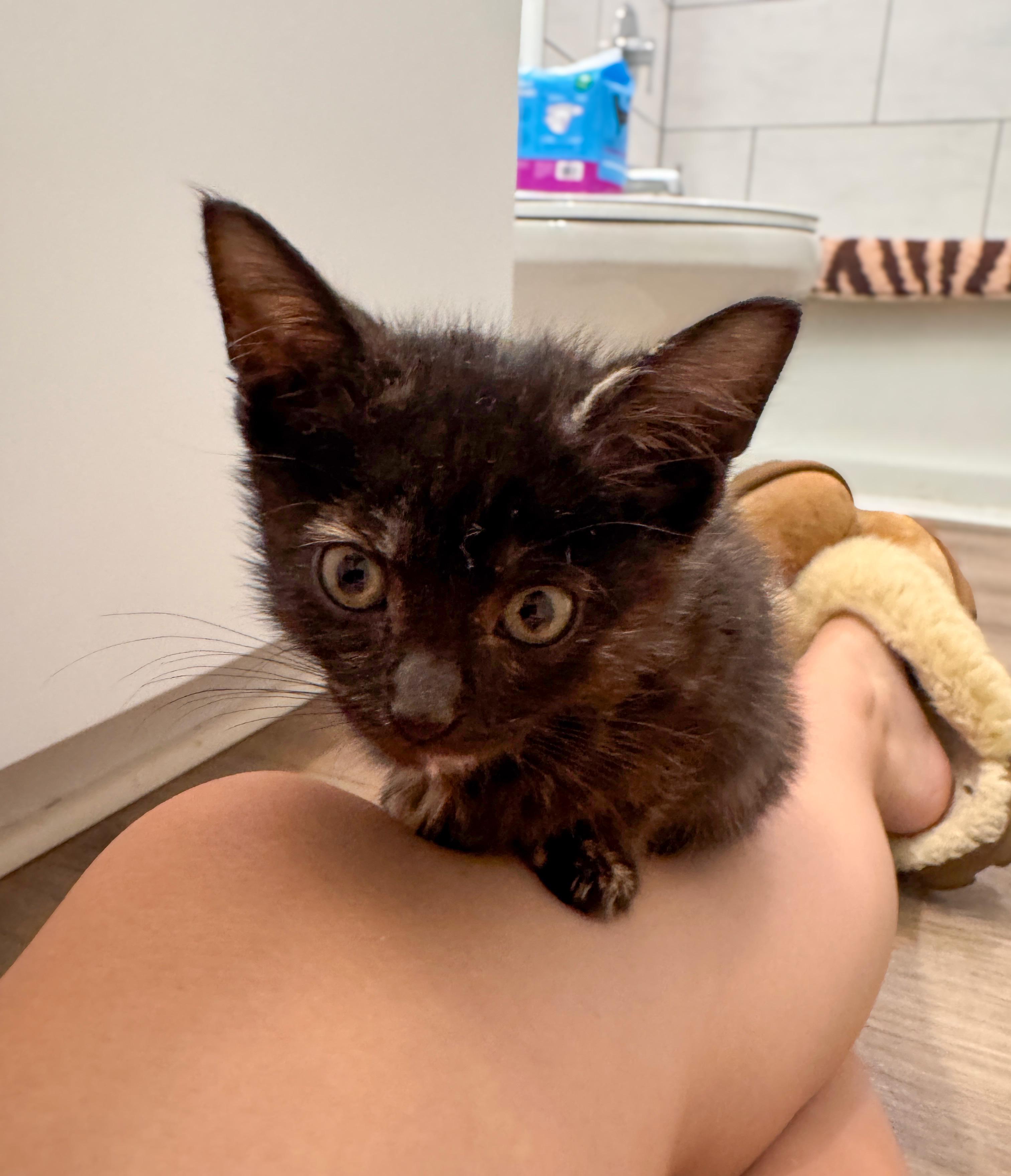 Enlarge Soleste, a Adoptable Tortoiseshell in Northwood, NH image 2/3
