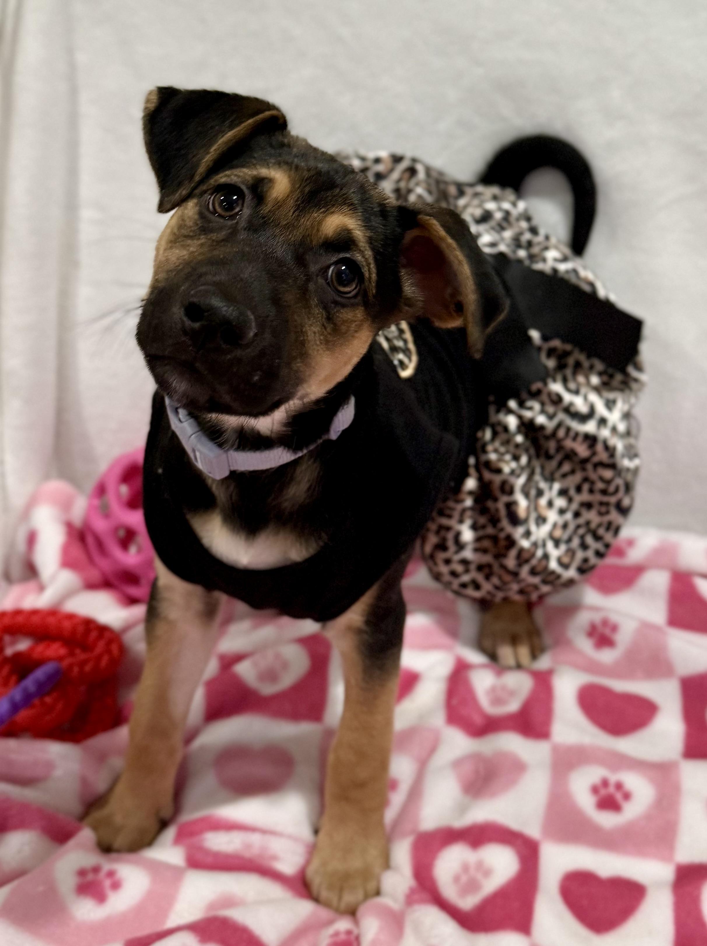 Enlarge Emma, an adopted mixed breed in Chicago, IL image 4/6