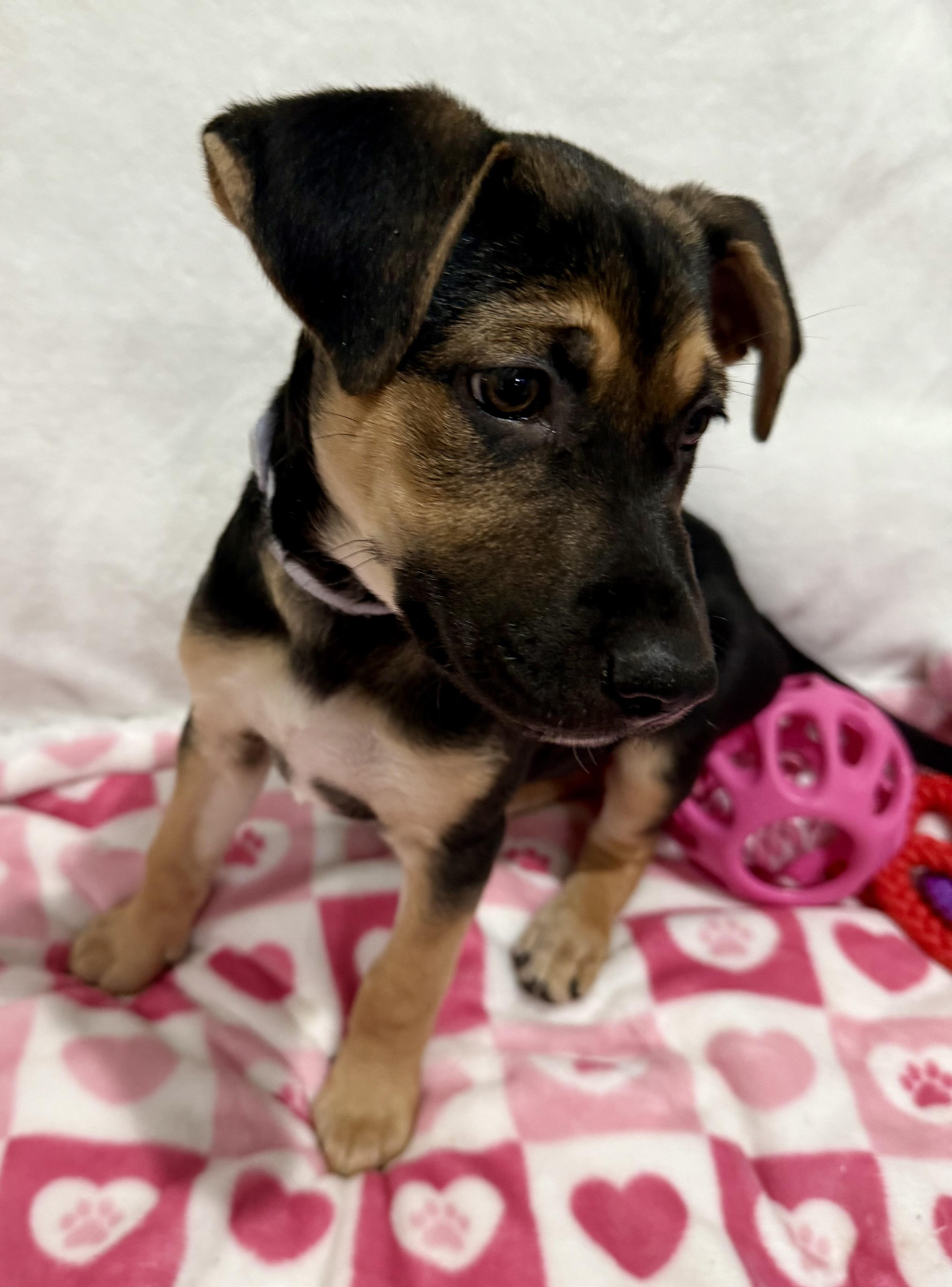 Enlarge Emma, an adopted mixed breed in Chicago, IL image 5/6