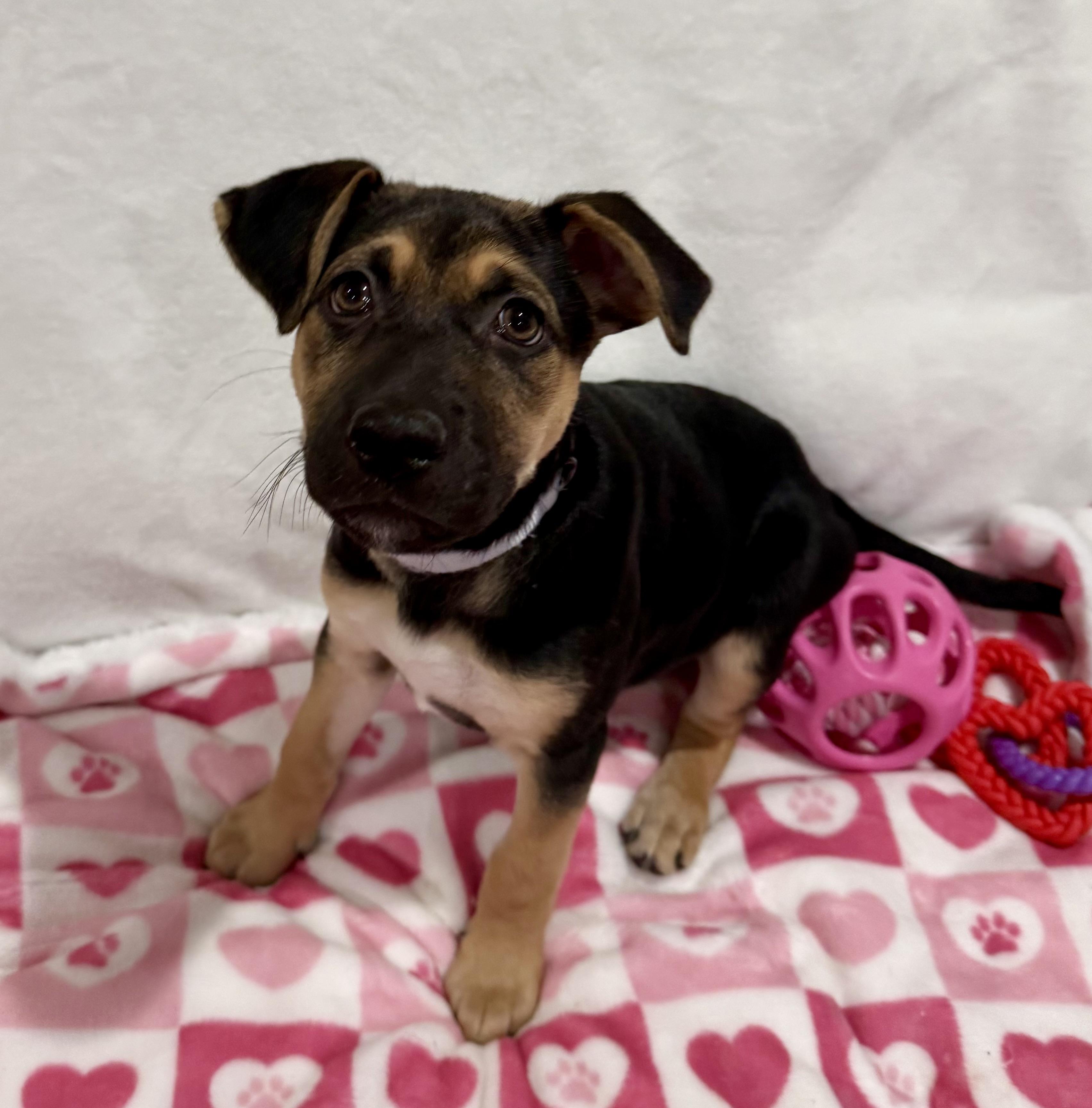 Emma, adopted, Puppy Female German Shepherd Dog.