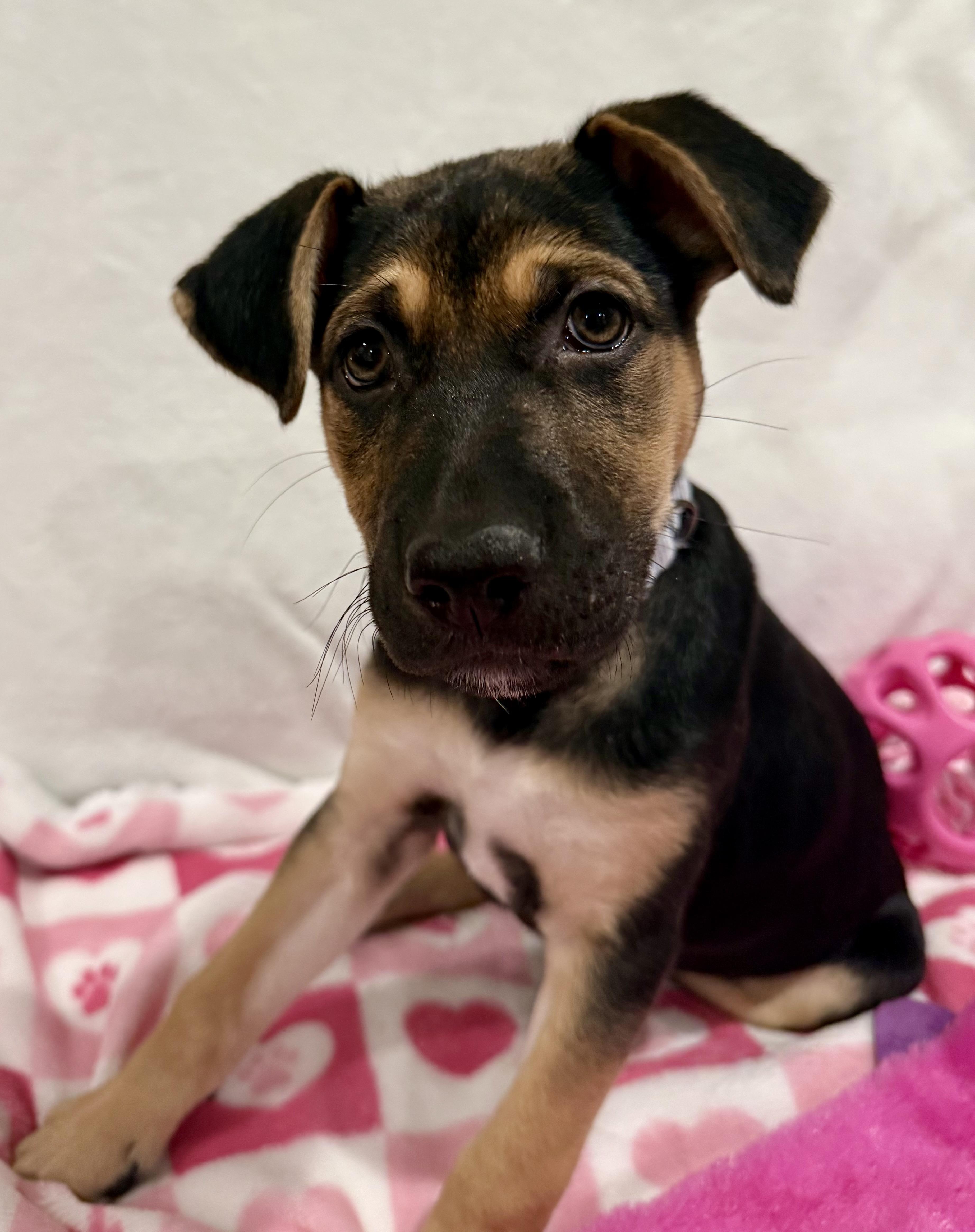 Enlarge Emma, an adopted mixed breed in Chicago, IL image 2/6