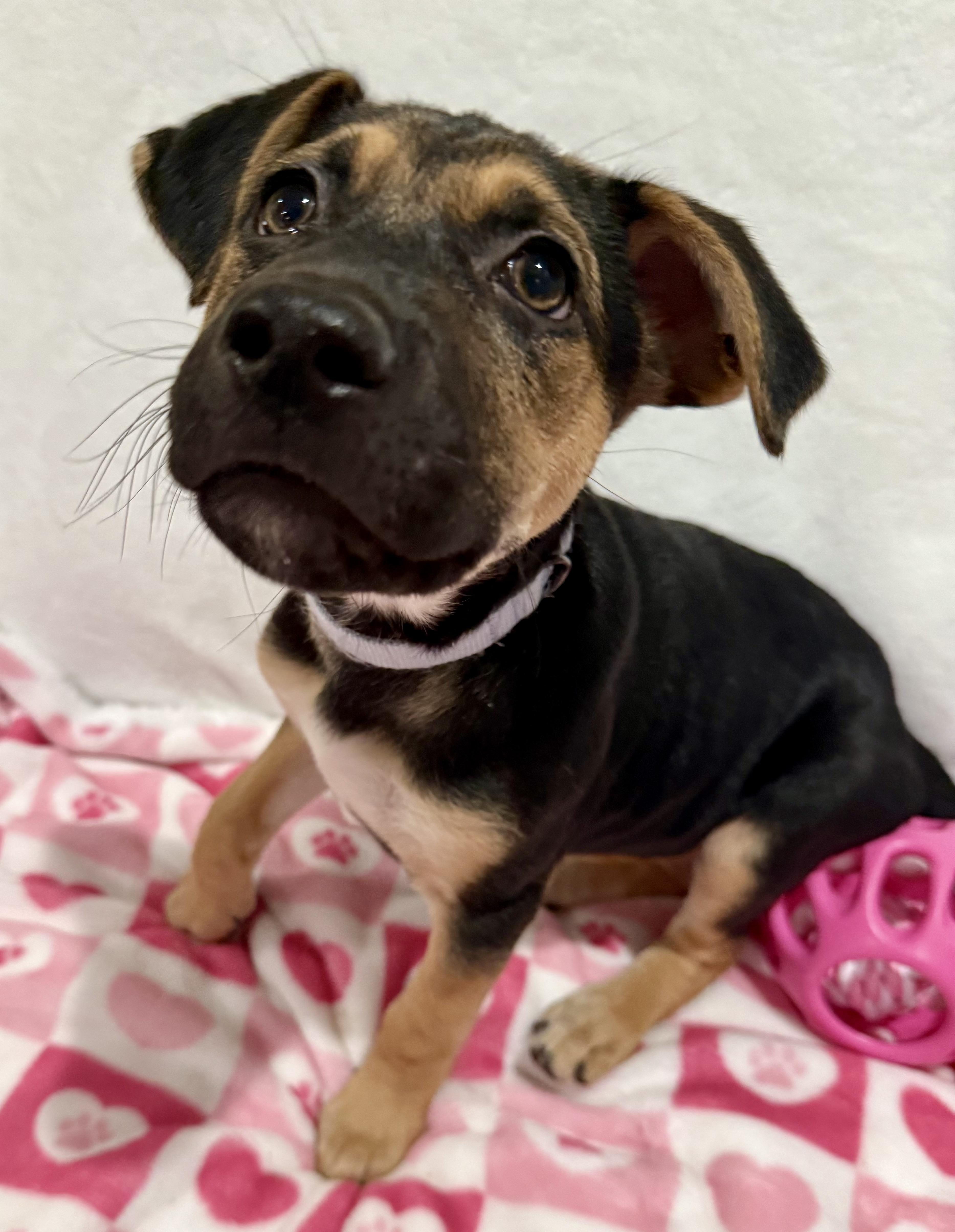 Enlarge Emma, an adopted mixed breed in Chicago, IL image 3/6