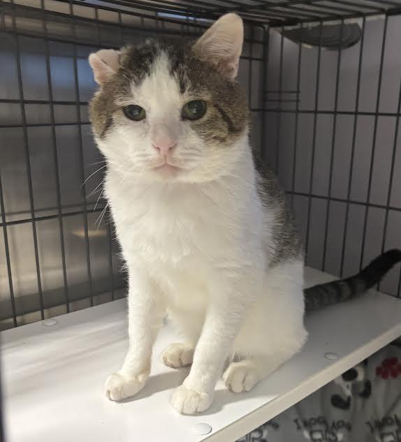 The Biscuit Maker, ADOPTABLE, Adult Male Domestic Short Hair.