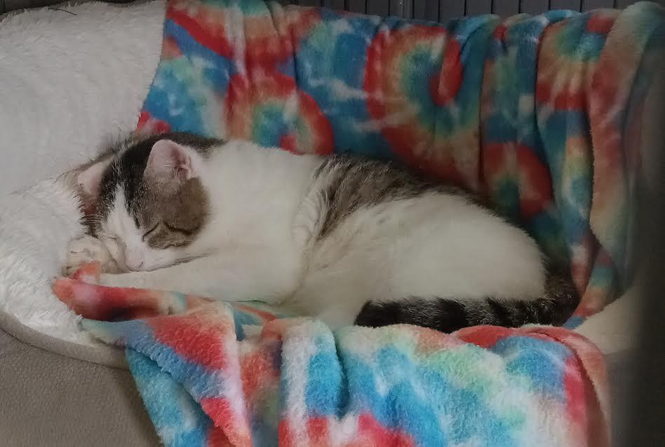 Enlarge The Biscuit Maker, a ADOPTABLE Domestic Short Hair in Marblehead, MA image 3/4