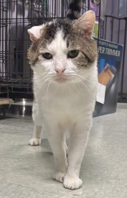 Enlarge The Biscuit Maker, a ADOPTABLE Domestic Short Hair in Marblehead, MA image 4/4