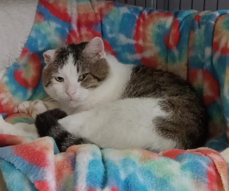 Enlarge The Biscuit Maker, a ADOPTABLE Domestic Short Hair in Marblehead, MA image 2/4