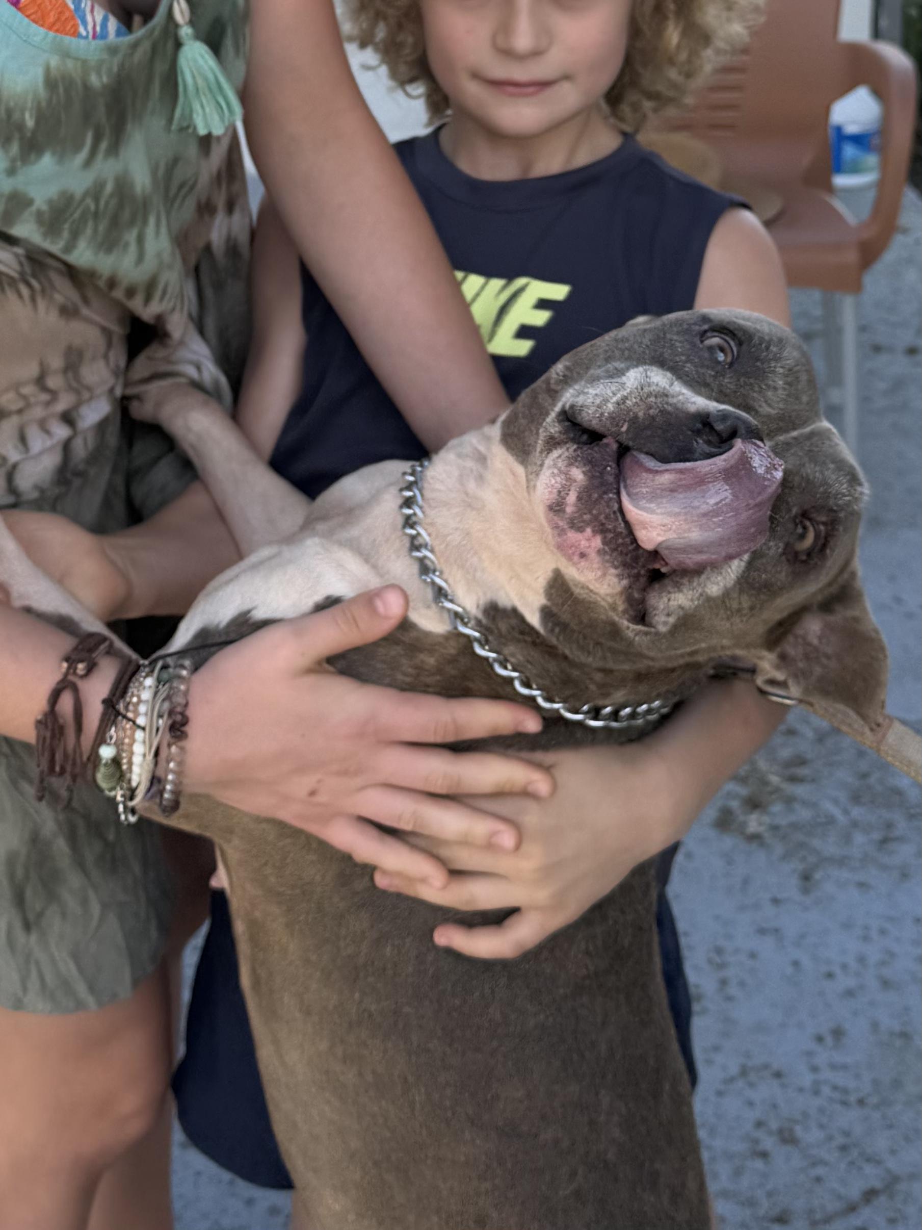 Rosa, Adoptable, Adult Female Pit Bull Terrier.