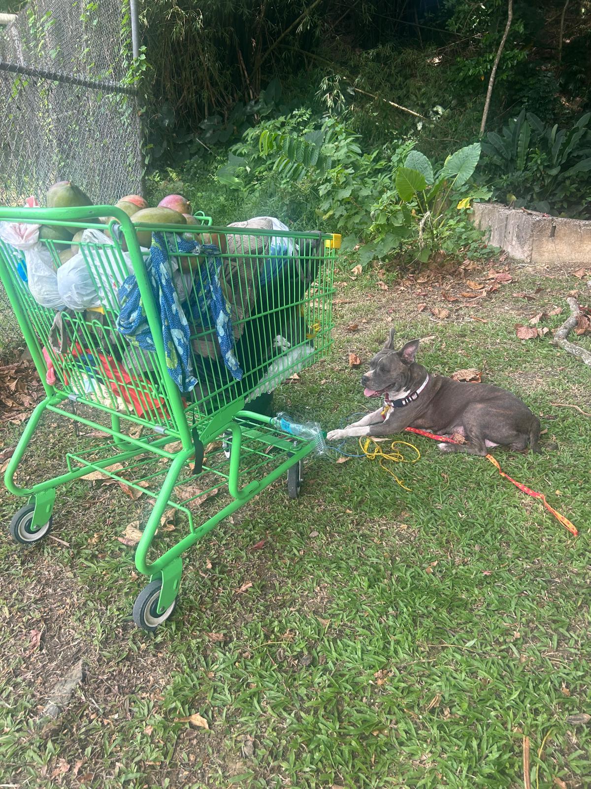 Enlarge Rosa, a Adoptable mixed breed in Ridgefield, CT image 5/6