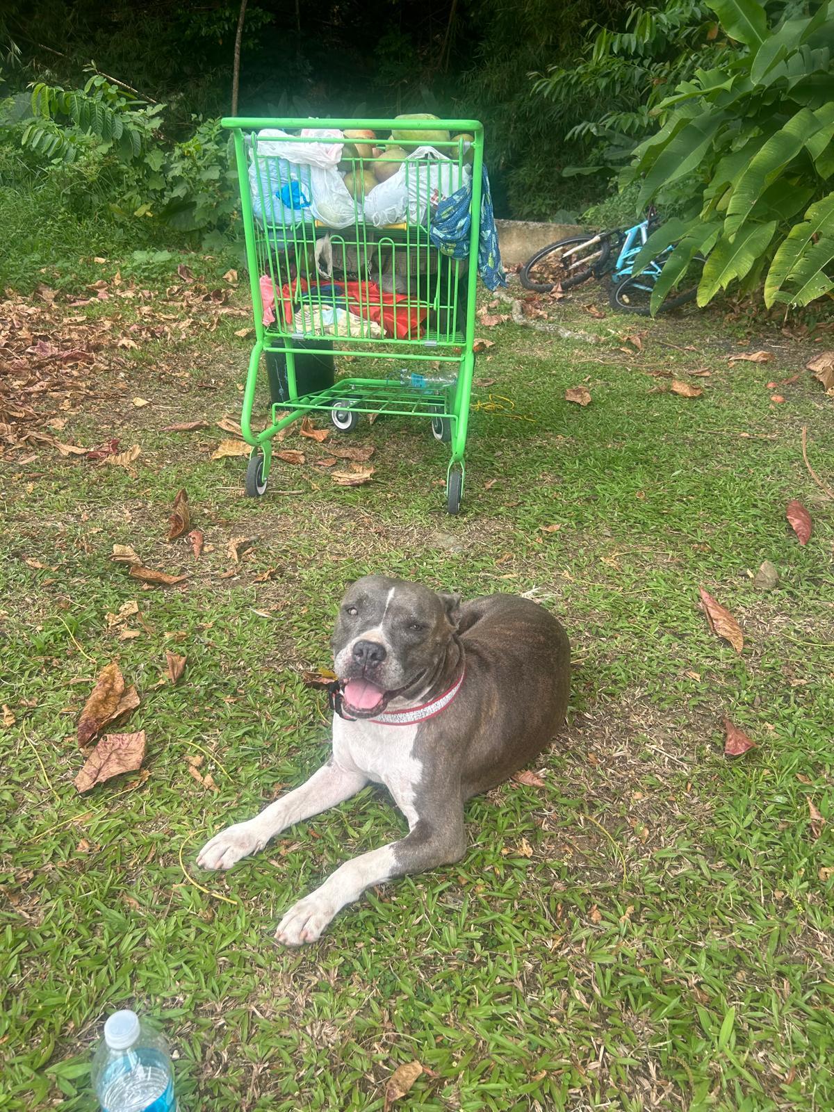Enlarge Rosa, a Adoptable mixed breed in Ridgefield, CT image 4/6