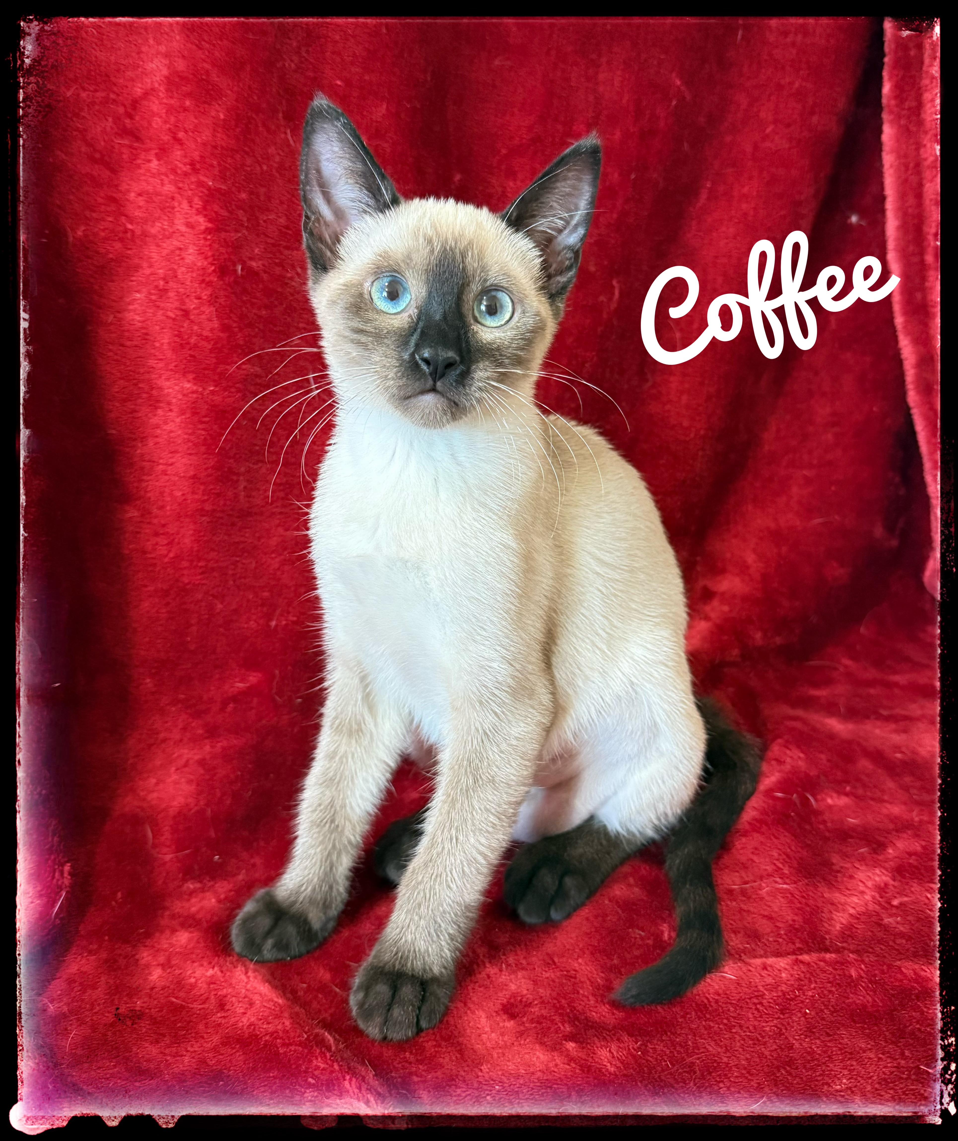 Enlarge Coffee, a Adoptable Siamese in El Cajon, CA image 1/1