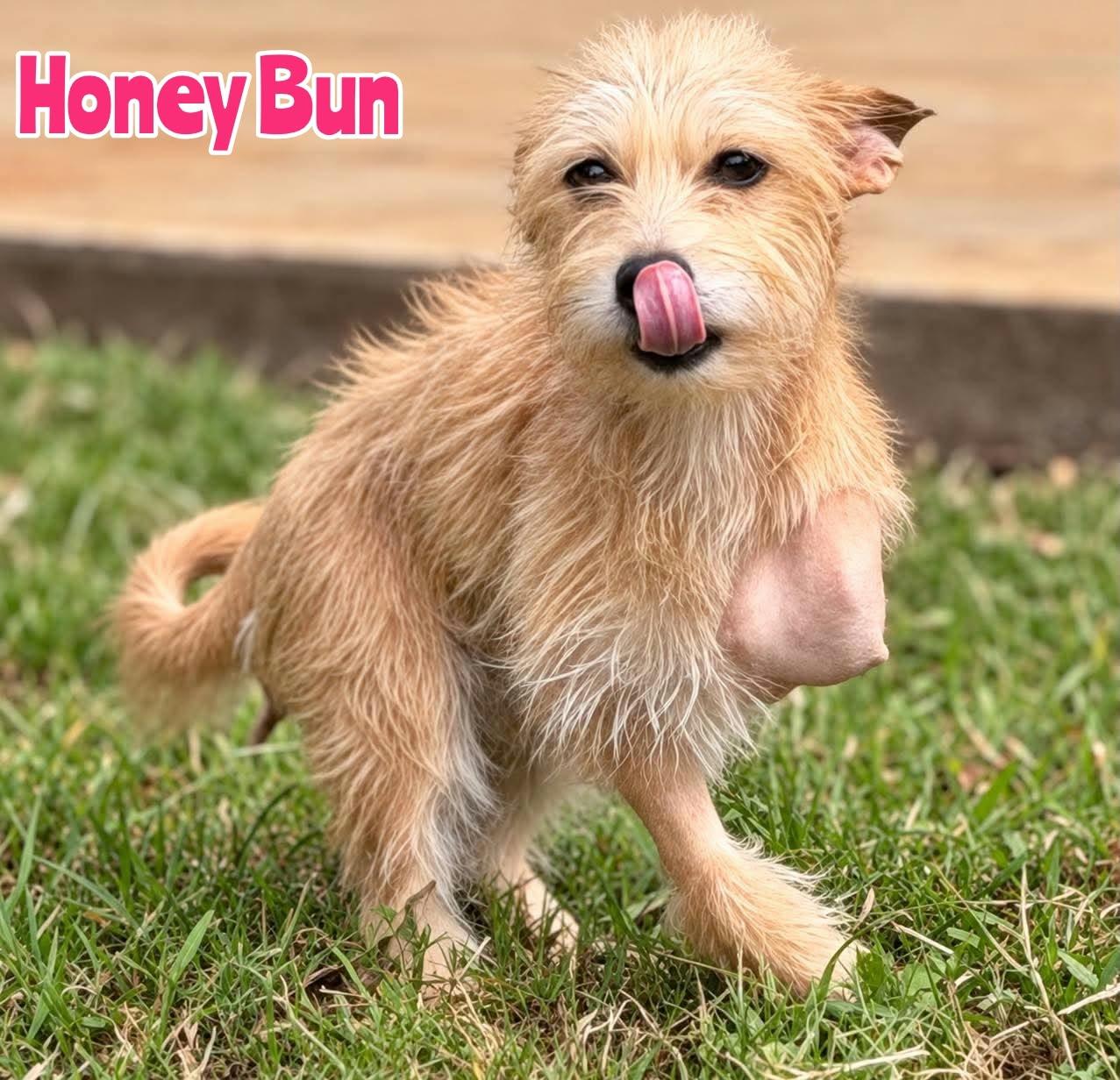 Honey Bun, Adoptable, Young Female Rat Terrier.
