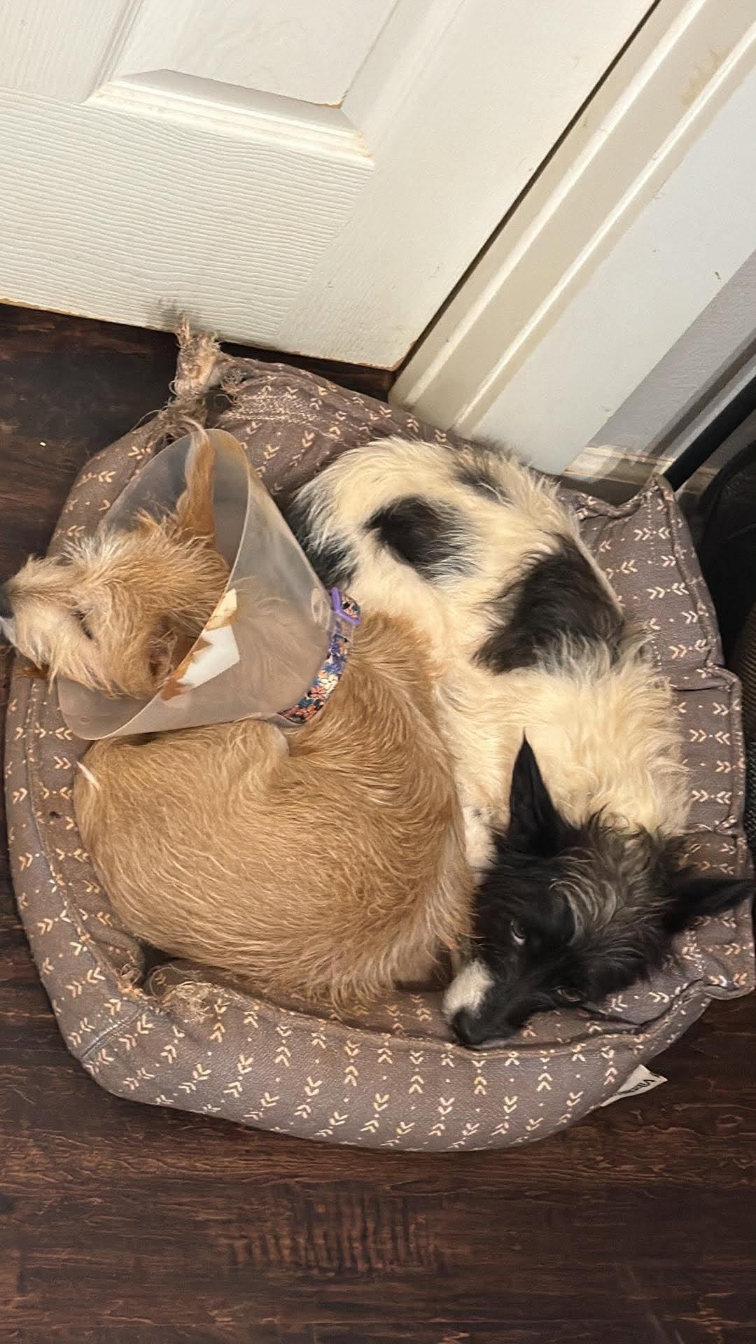 Enlarge Honey Bun, a Adoptable mixed breed in New Baltimore, MI image 2/4