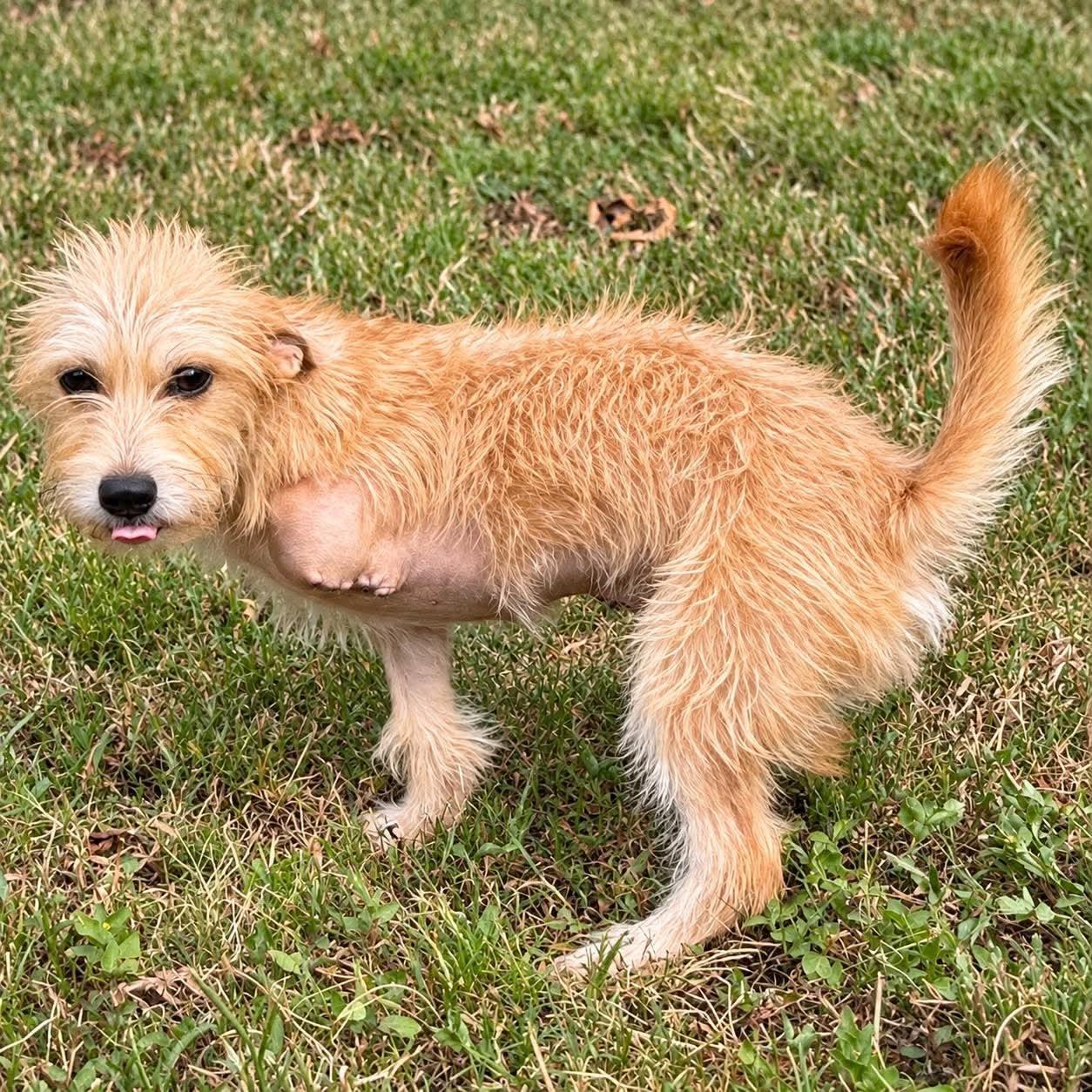 Enlarge Honey Bun, a Adoptable mixed breed in New Baltimore, MI image 4/4