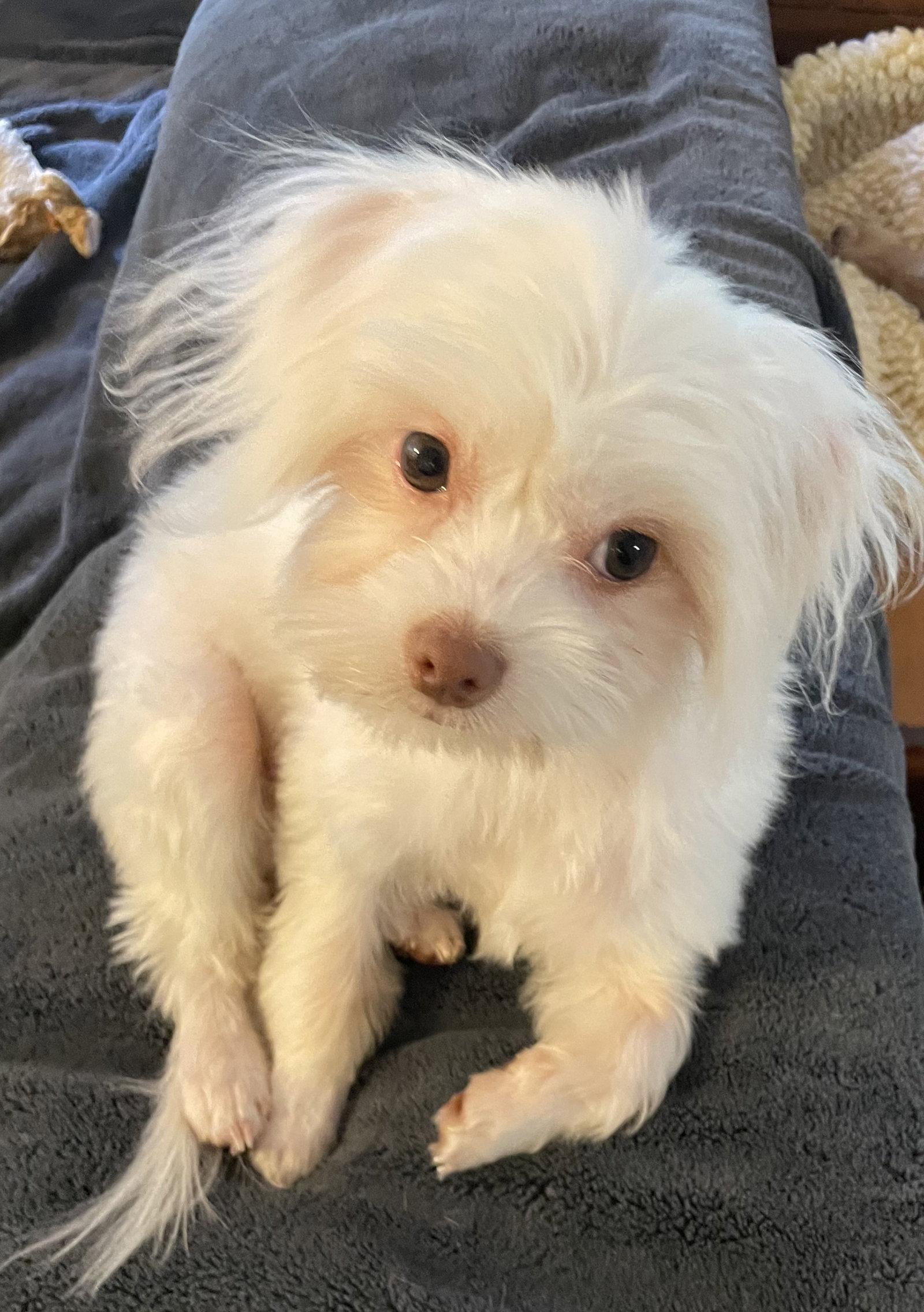 Newton, Adoptable, Puppy Male Shih Tzu & Maltese.