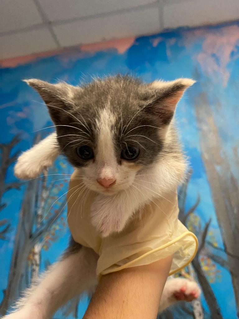 Enlarge Amelia (SYLVEON), a Adoptable mixed breed in New Braunfels, TX image 1/1