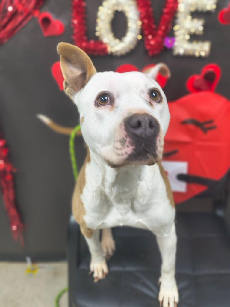 Gwenn-Adoptable, Adoptable, Adult Female Pit Bull Terrier & Mixed Breed.