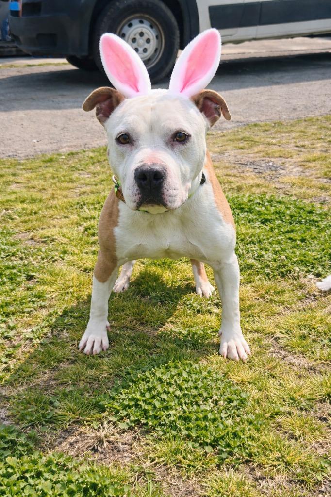 Enlarge Gwenn-Adoptable, a Adoptable mixed breed in Chickamauga , GA image 2/6