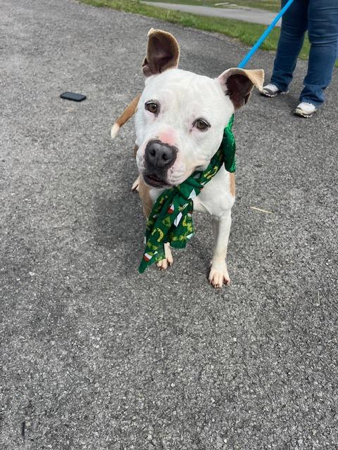 Enlarge Gwenn-Adoptable, a Adoptable mixed breed in Chickamauga , GA image 3/6