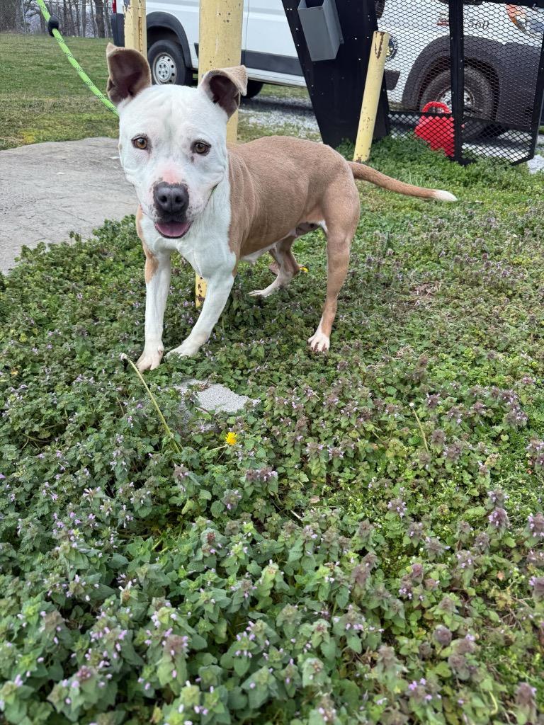 Enlarge Gwenn-Adoptable, a Adoptable mixed breed in Chickamauga , GA image 4/6