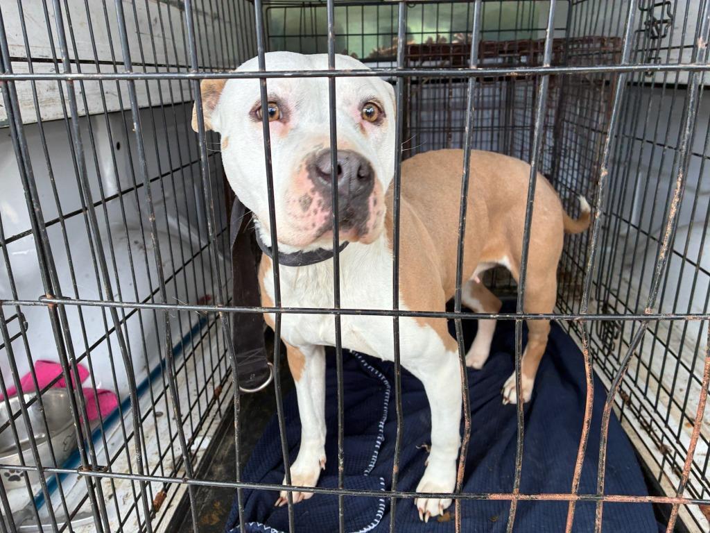 Gwenn-Adoptable, a Adoptable mixed breed in Chickamauga , GA image 2/3