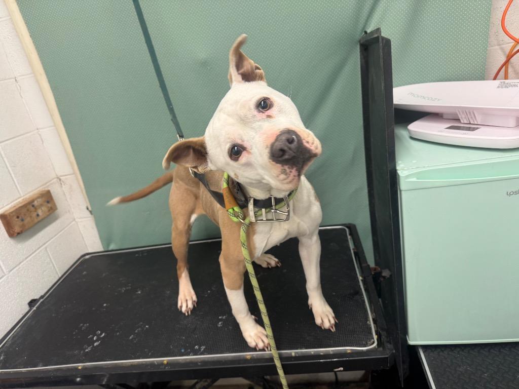 Gwenn-Adoptable, a Adoptable mixed breed in Chickamauga , GA image 3/3