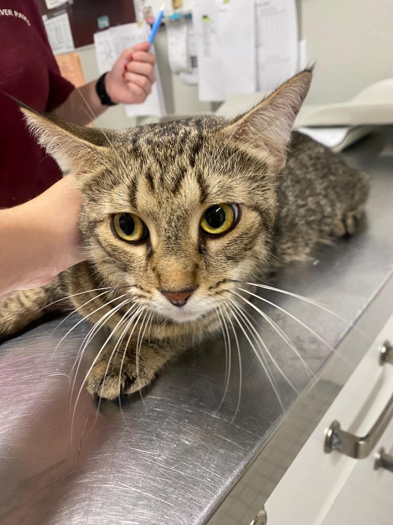 Dandelion, Adoptable, Adult Female Domestic Short Hair.