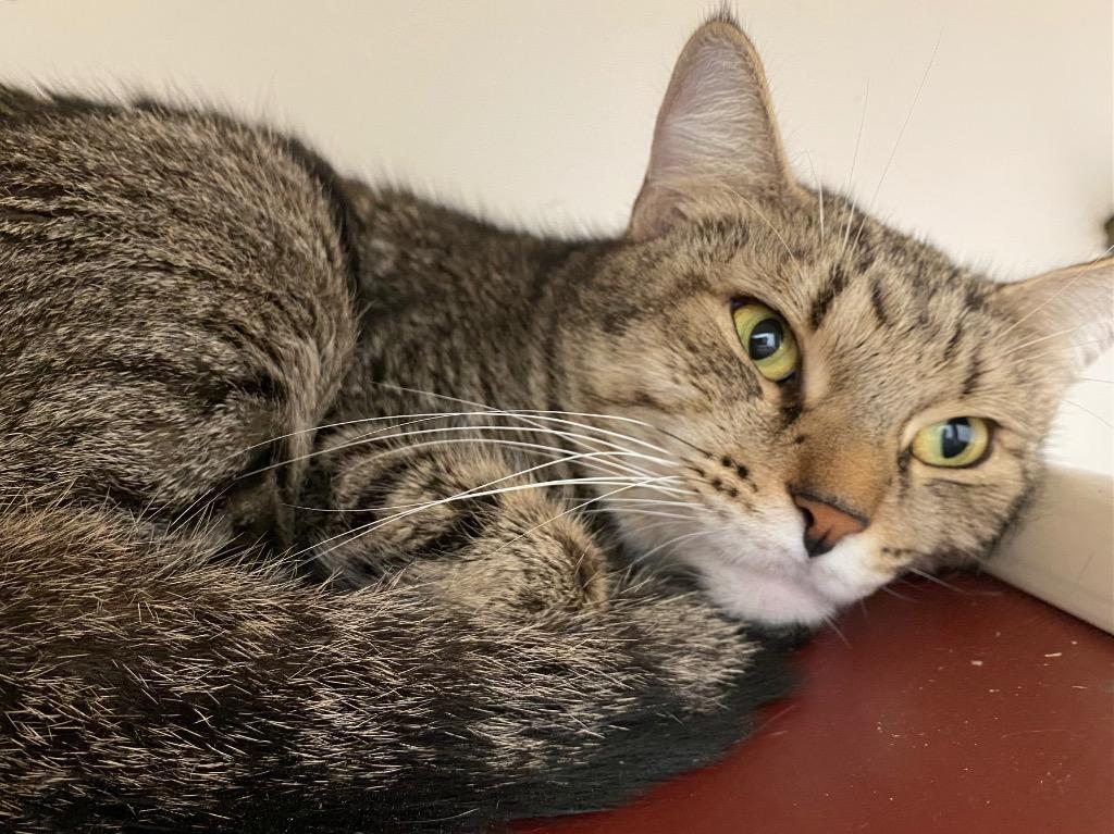 Enlarge Dandelion, a Adoptable mixed breed in Fall River, MA image 2/4