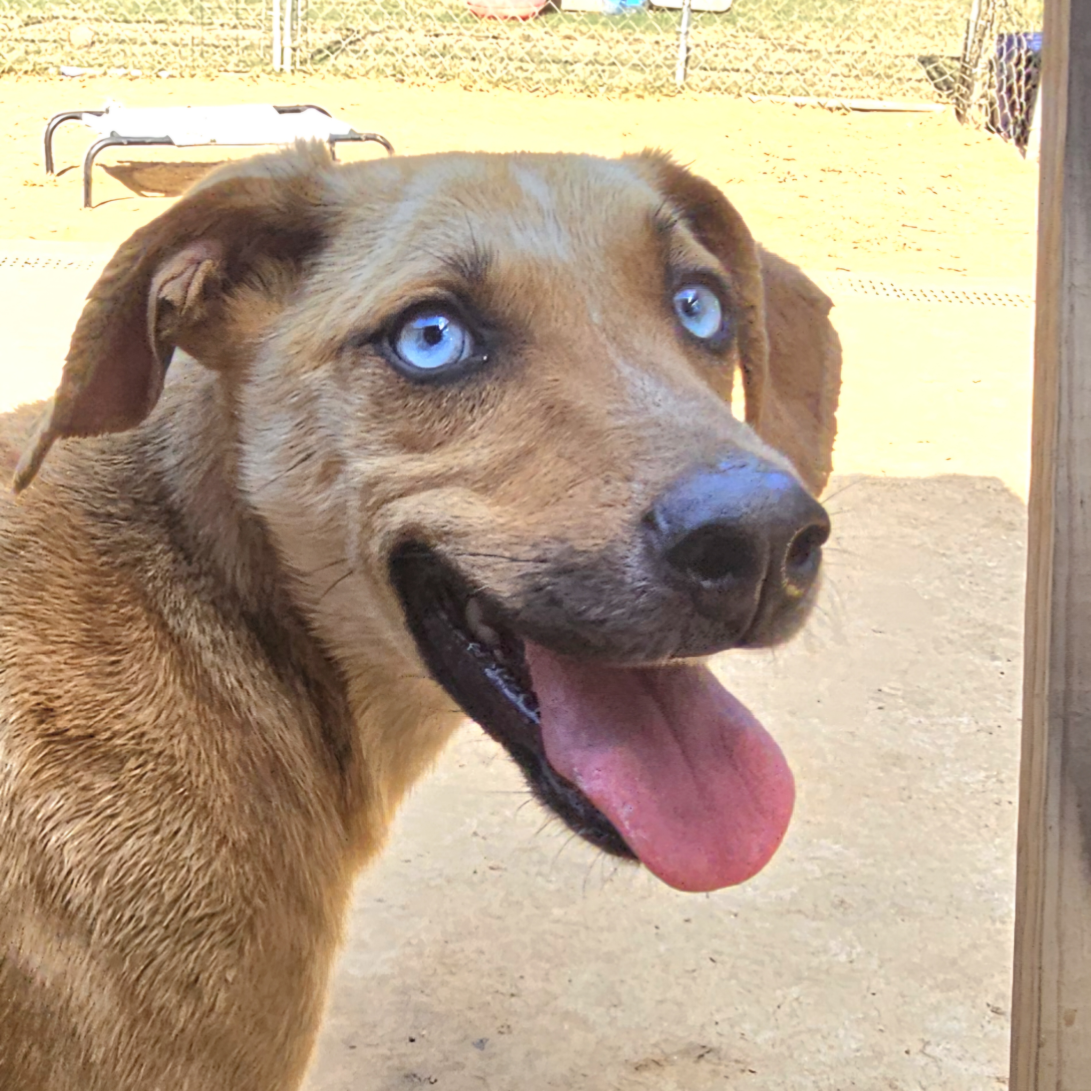 Everest, a Adoptable mixed breed in Athens, AL image 1/6