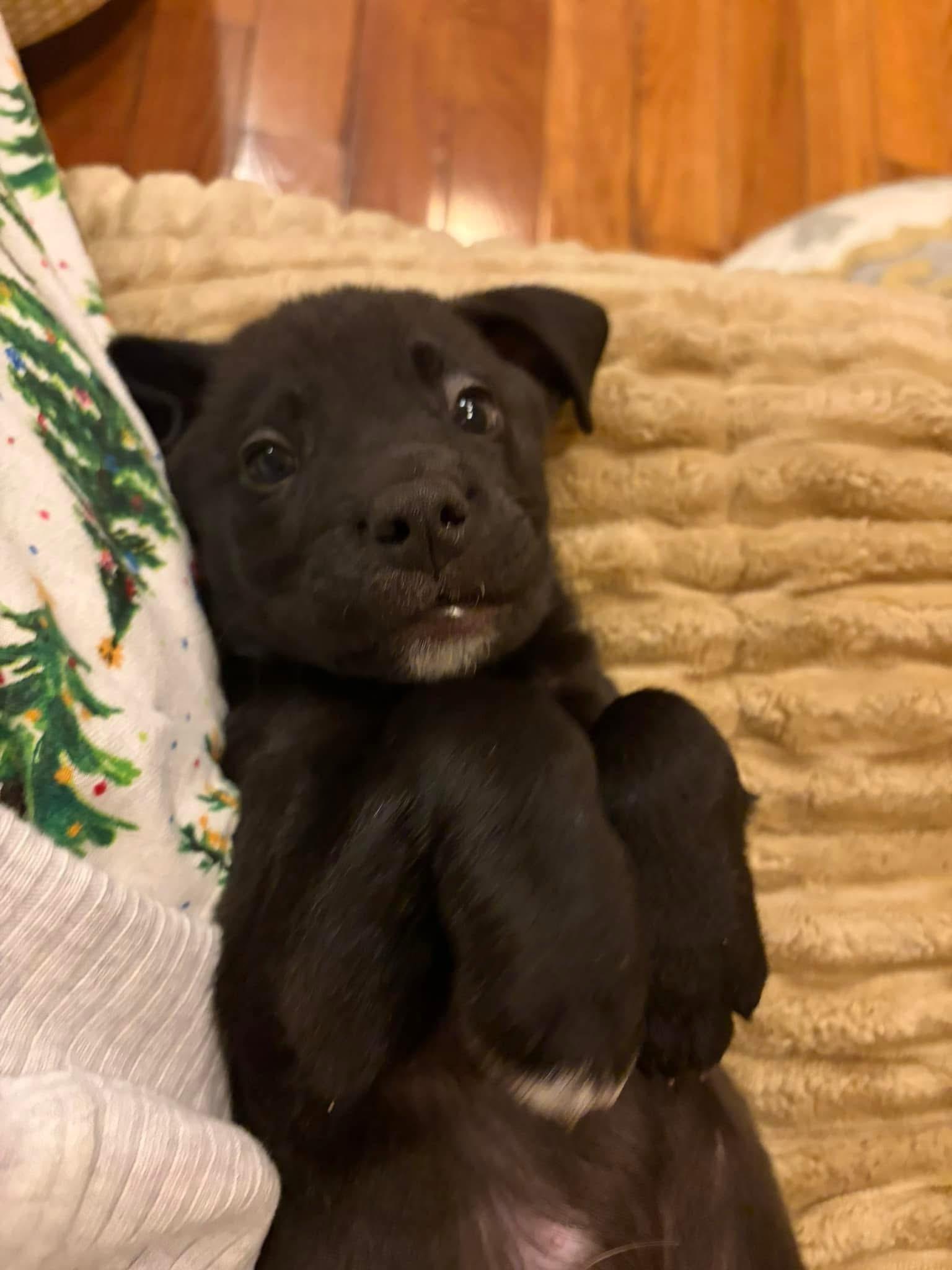 Evie, Adoptable, Puppy Female Labrador Retriever.