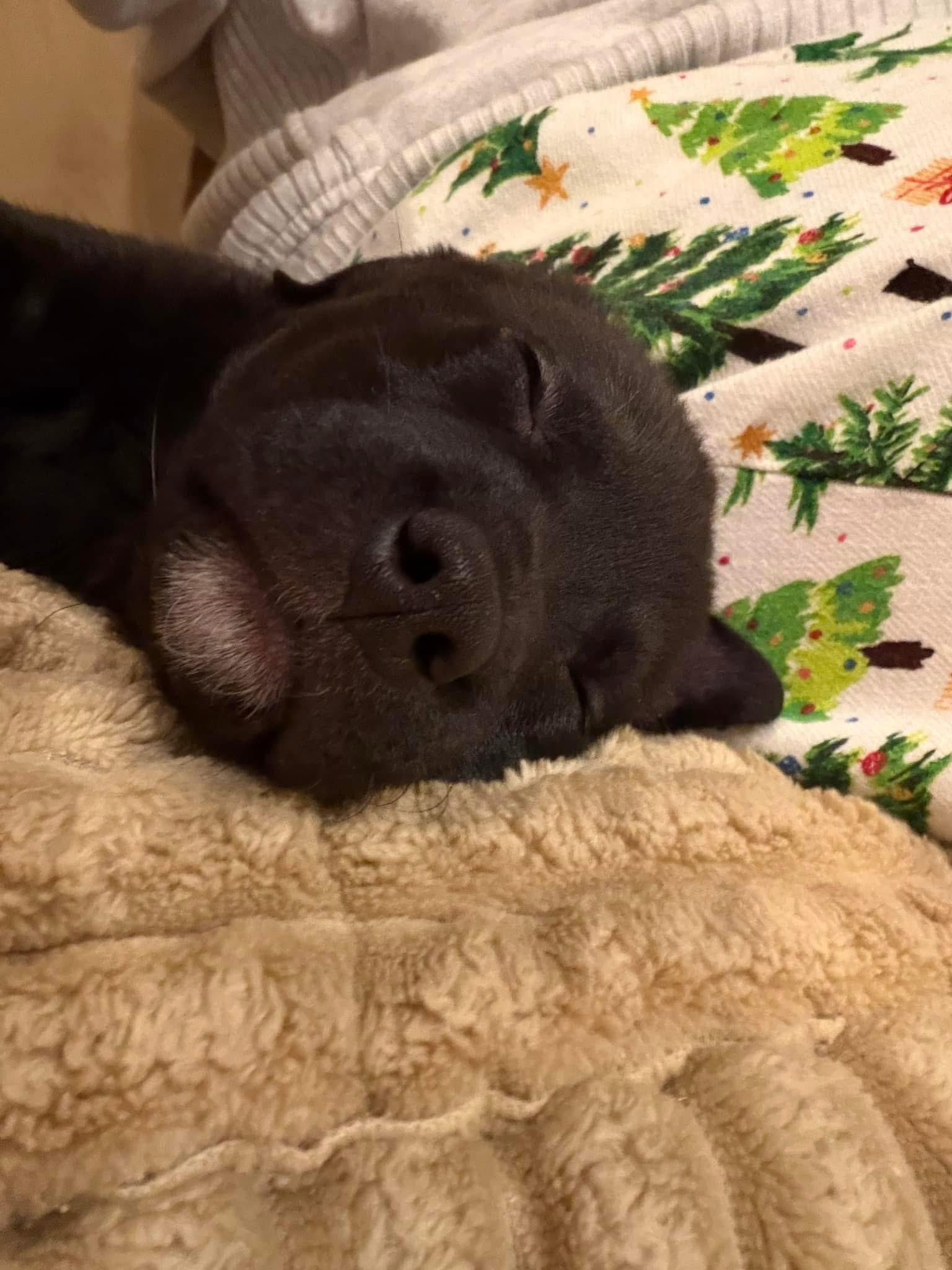 Enlarge Evie, a Adoptable Labrador Retriever in Berlin, NJ image 2/3