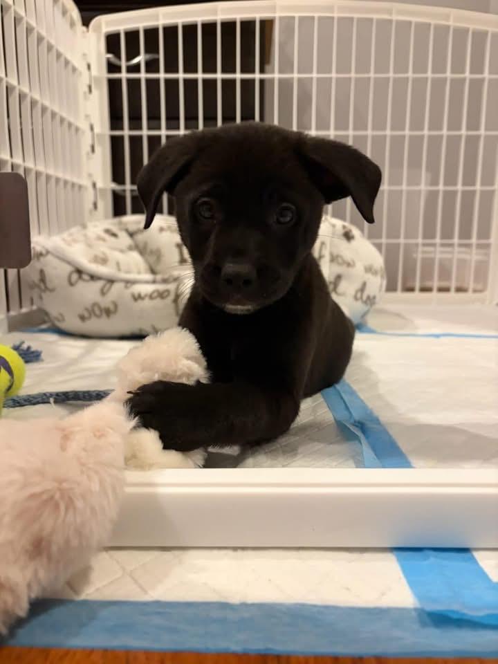 Enlarge Evie, a Adoptable Labrador Retriever in Berlin, NJ image 3/3