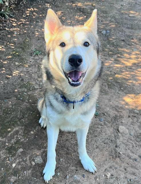 INU YASHA, Adoptable, Adult Male Siberian Husky.