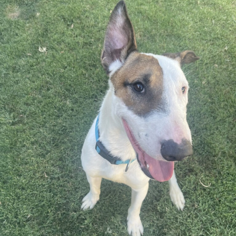 Enlarge Milton, a Adoptable Bull Terrier in Palm Desert, CA image 1/1