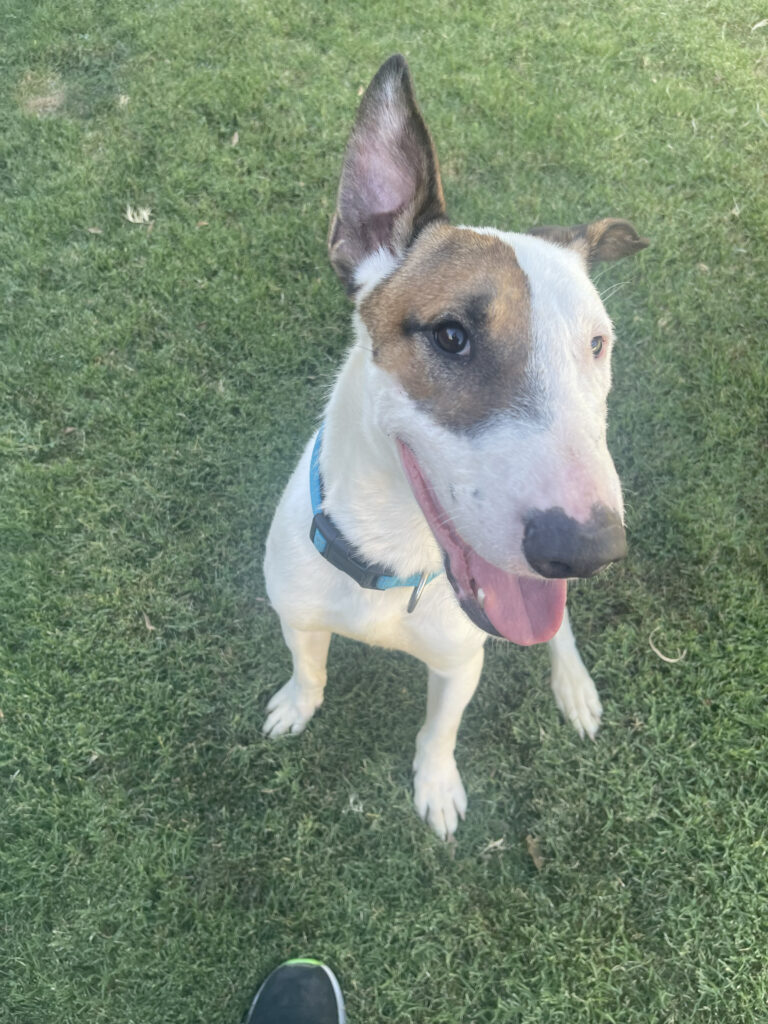 Enlarge Milton, a Adoptable Bull Terrier in Palm Desert, CA image 1/1