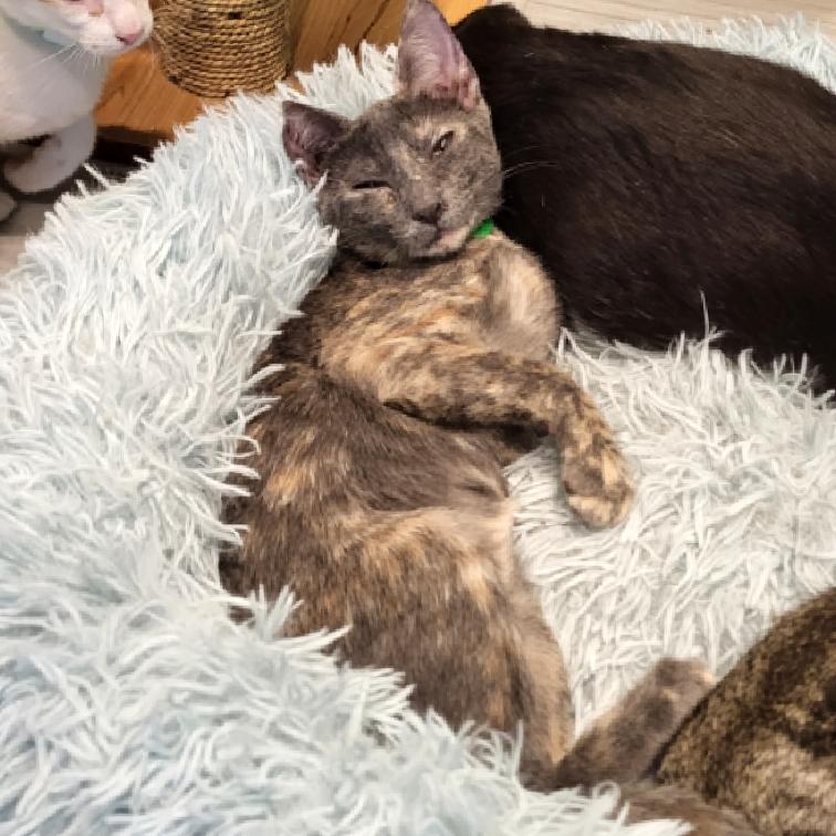 Enlarge Notch, a Adopted Domestic Short Hair in Aiea, HI image 5/5