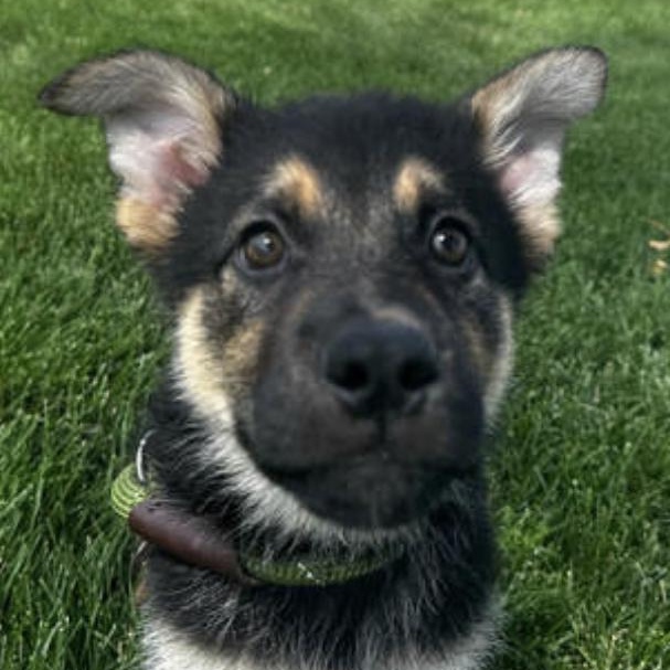 Cute Gsd X Pup