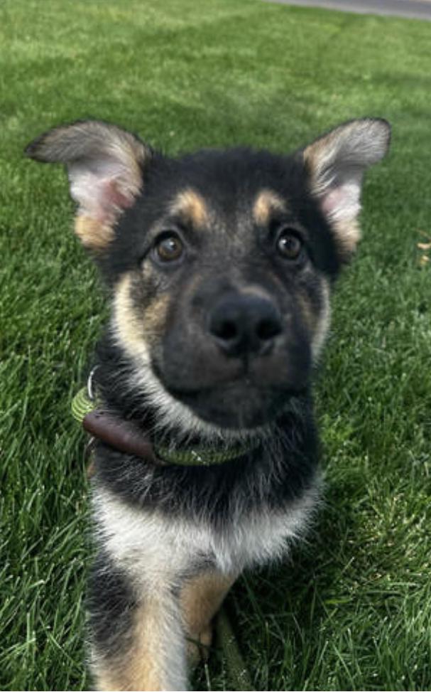 Cute Gsd X Pup thumbnail 2