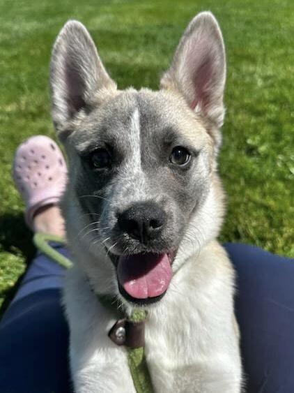 Cute GSD x pup, Adopted, Puppy Male German Shepherd Dog.