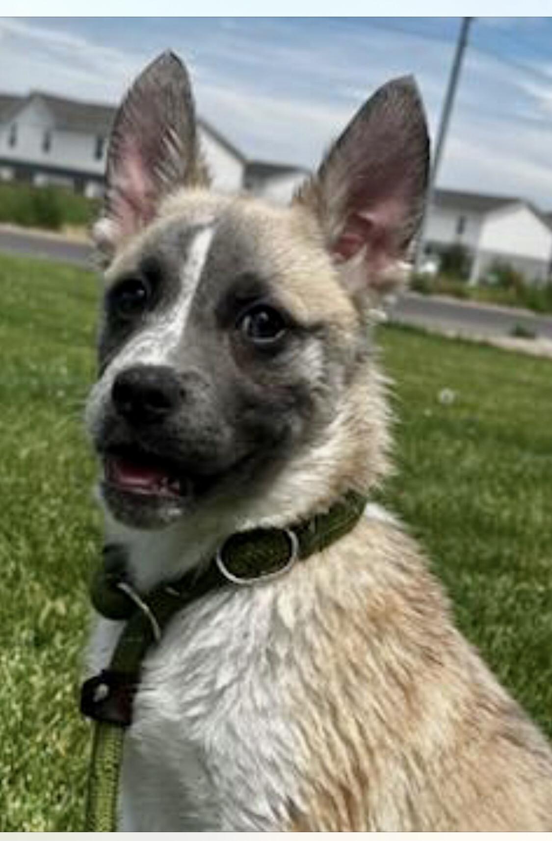 Enlarge Cute GSD x pup, a Adopted mixed breed in Carbondale, CO image 2/2
